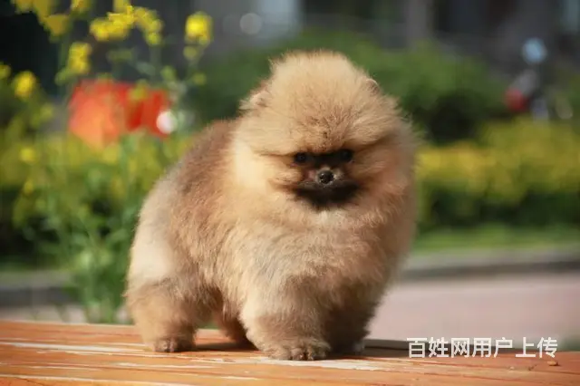 纯种博美幼犬 疫苗驱虫齐全 包成活 - 图片 2