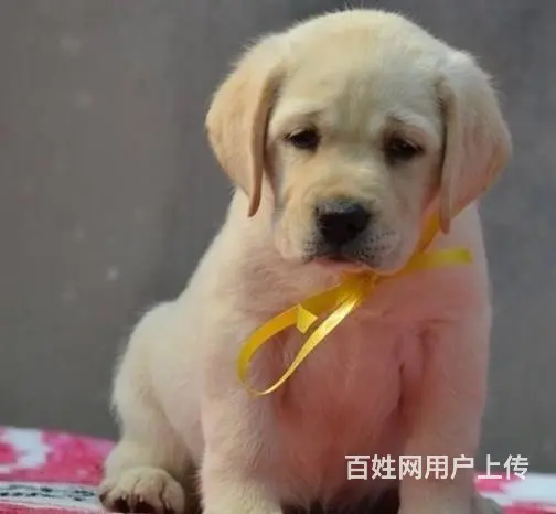 拉布拉多有什么颜色30天包退换签协议 - 图片 10