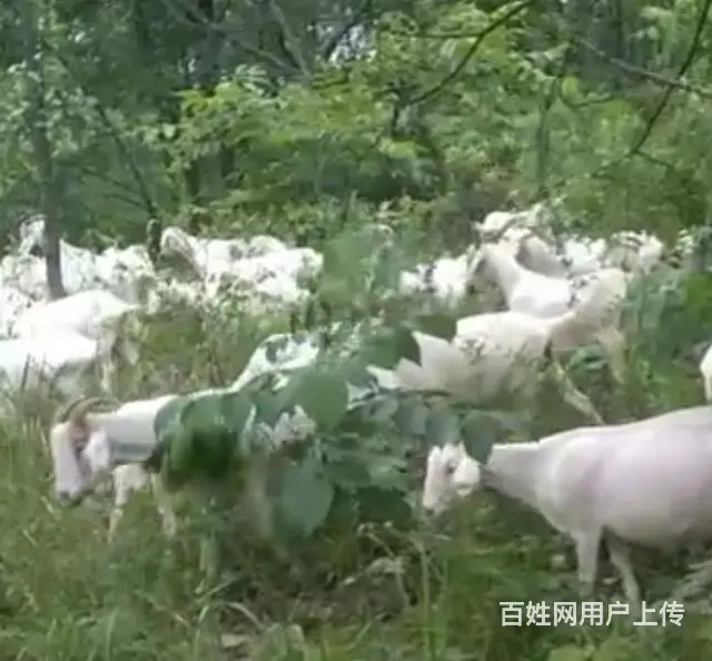自家放养活山羊出售 - 图片