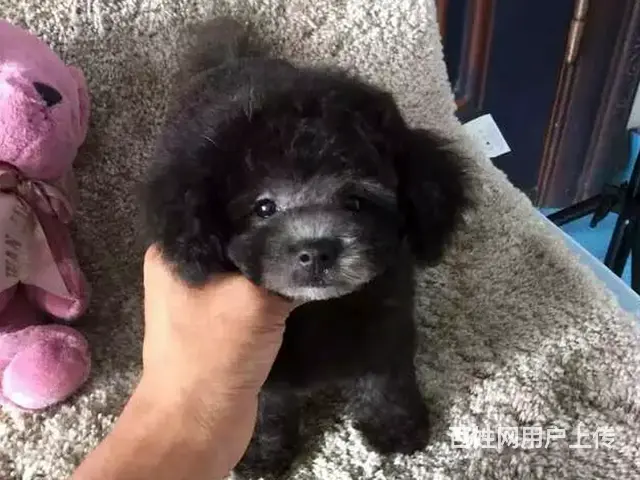 泰迪熊 纯种茶杯泰迪 泰迪基地 正宗茶杯泰迪 - 图片 8