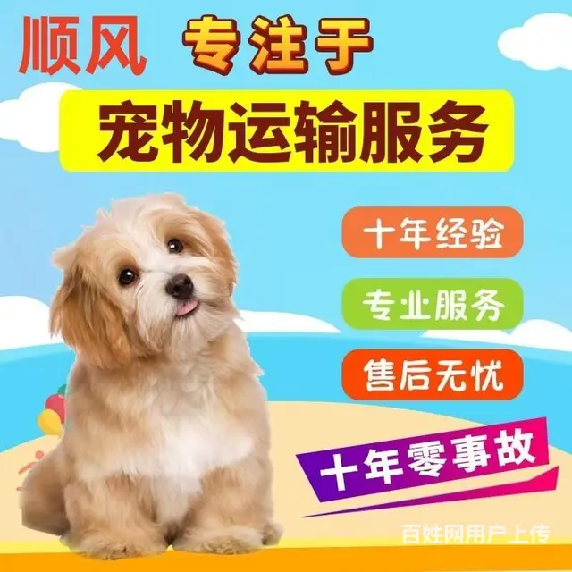 常州市宠物托运（猫狗）邮寄快递（2023今日 推荐运输 - 图片 2