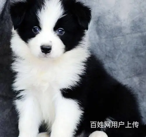 广州纯种边境牧羊犬价格 狗舍直销 包纯种健康签协议 - 图片 8
