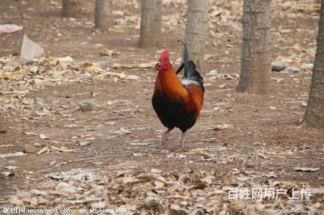 烟台跑山鸡苗 烟台九斤红鸡苗 烟台红玉鸡苗 - 图片 1