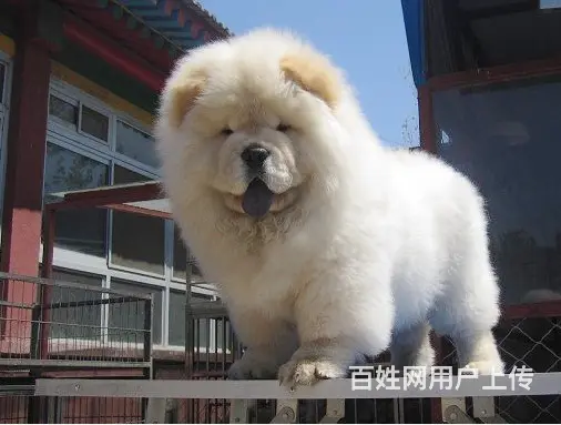 临汾有什么地方可以买到松狮，松狮的价位 - 图片 1