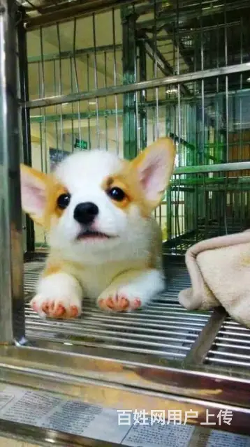 宿州本地柯基犬犬舍，本地柯基犬在哪里 - 图片 6