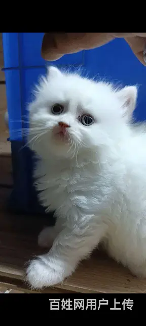 猫咪出售 - 图片 1