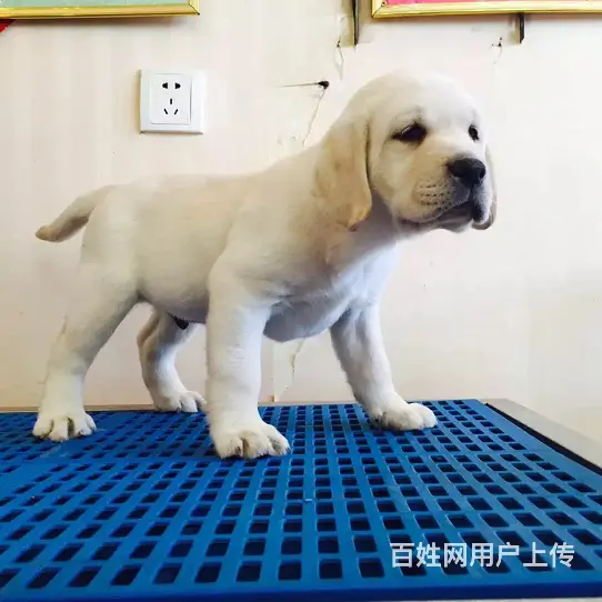 本地犬舍出售拉布拉多幼犬 签协议质保3个月健康 - 图片 5
