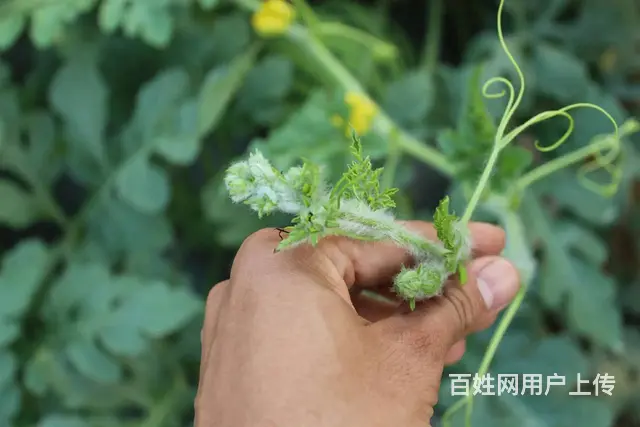 防治抗性蓟马解决方案蓟马用药 - 图片 6