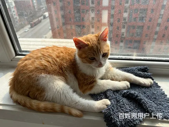 【搞定了！】橙猫 - 图片 2