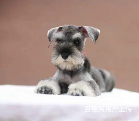 纯种雪纳瑞梗犬,家养雪纳瑞犬，雪纳瑞多少钱 - 图片 5