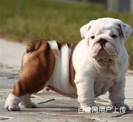 咸阳本地英国斗幼犬多少钱？犬舍只繁殖纯种精品健康签 - 图片 4
