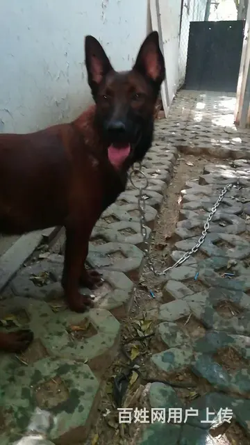 马犬 - 图片 2