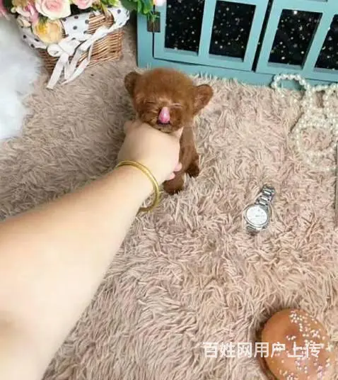 赛级泰迪犬 打完疫苗带证书芯片 售出可签订购犬协议 - 图片 4