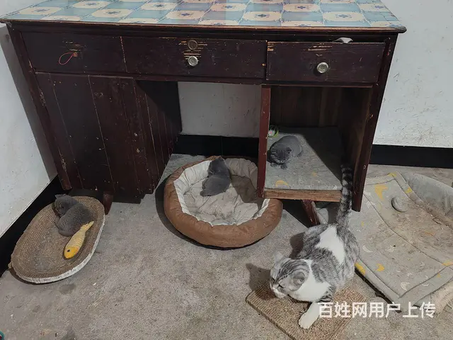 出售蓝猫 - 图片 2