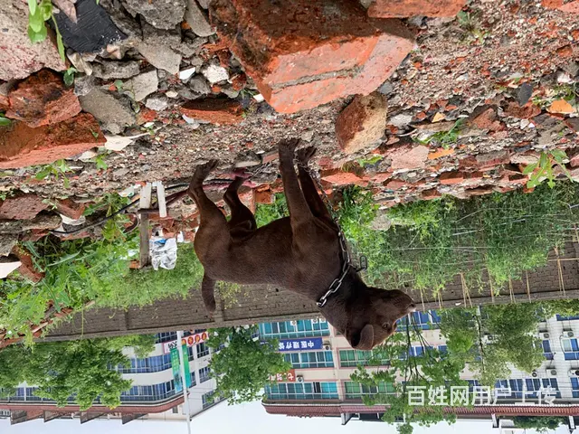 可猎可宠可斗的英国火梗犬 - 图片 1