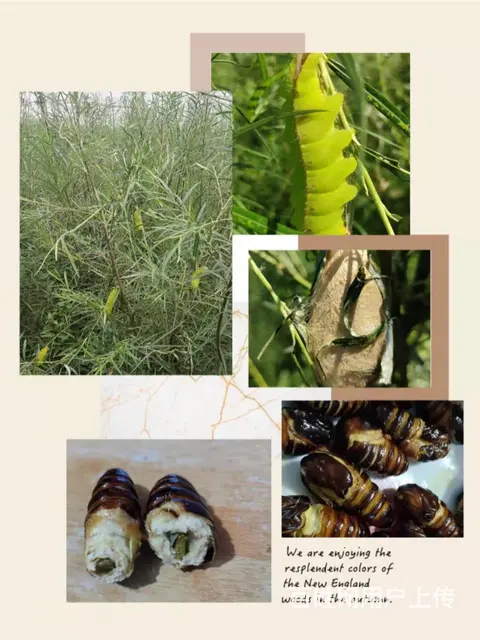 自家饲养有机蝉蛹 - 图片 1
