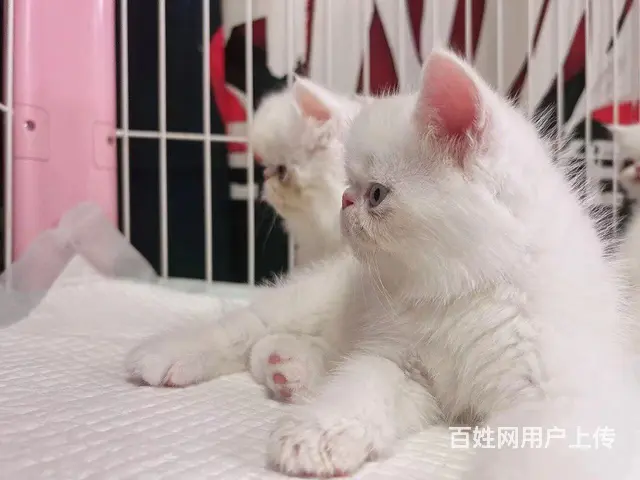 加菲猫寻找新家 - 图片 3