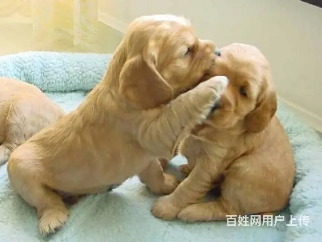纯种可卡幼犬出售 驱虫疫苗已做好 全国送货上门 - 图片 10