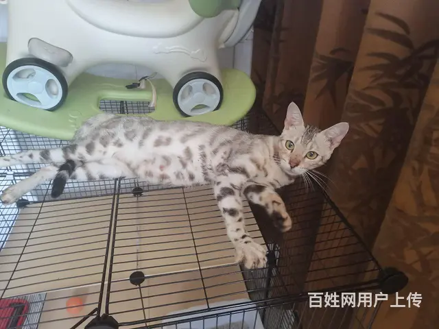 成年豹猫母出售 - 图片 1