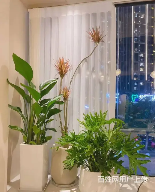 苏州地区花卉绿植租赁养护，苗圃基地批发直销 - 图片 4