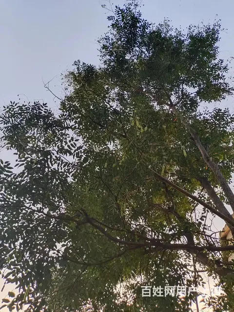 专业修树，专业伐树团队收杨树，法桐，梧桐 - 图片 2