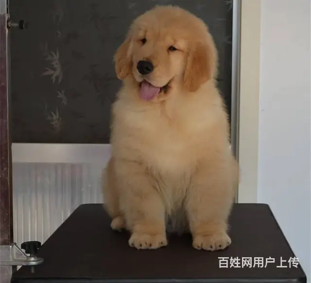 现在哪有卖金毛犬的 现在金毛多少钱一只 - 图片 12
