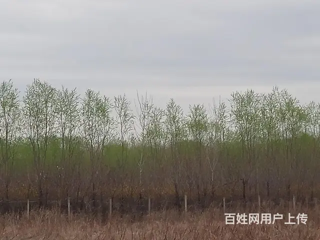 转让转租市中区园林 - 图片 5