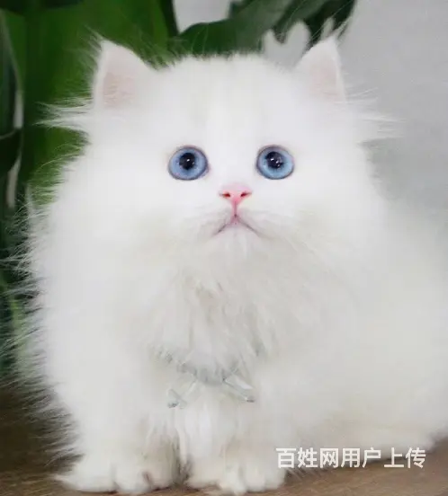 哪里有卖矮脚长毛拿破仑的多少钱 中国人不骗中国人 - 图片 5