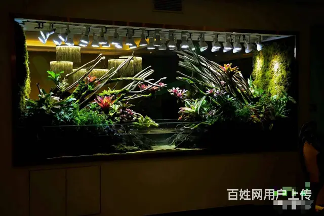 专业养护公司，家庭，大型工程鱼缸，兼卖鱼缸 - 图片 10