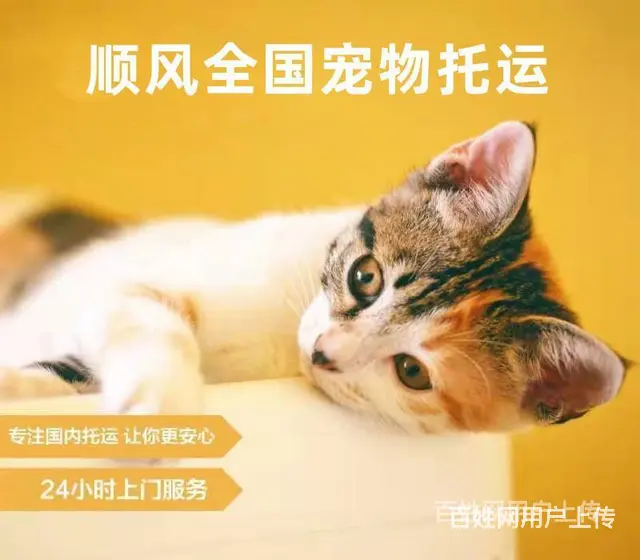 常州市宠物托运（猫狗）2022邮寄快递（宠物活体运输)今日推 - 图片 7