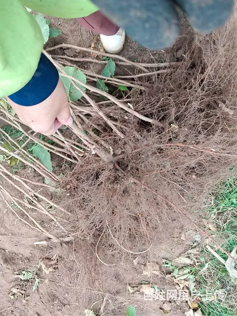 榛子树苗 - 图片 4