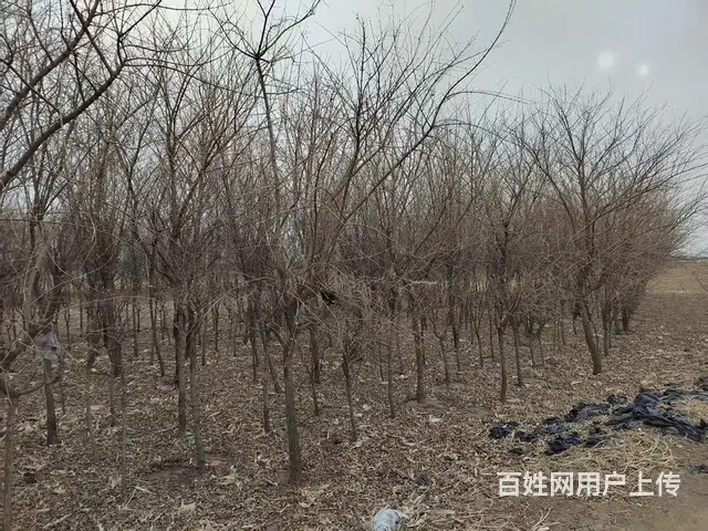 低价出售沈阳塔柏，红豆杉灌木，五角枫乔木 - 图片 5