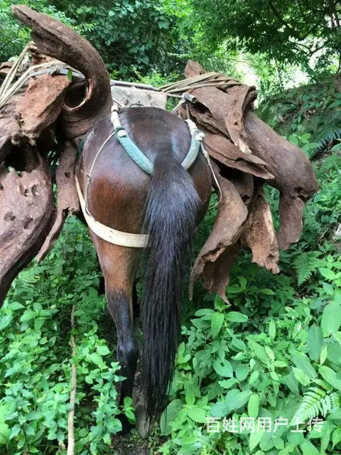 广西土沉香批发 - 图片 8