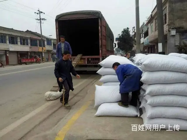 广西茶籽，六堡茶叶种籽，云南茶种，大叶茶种籽 - 图片 4