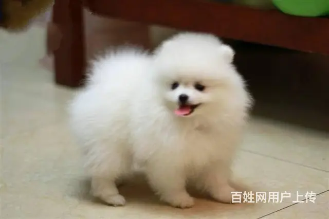 直销纯种哈多利球形白博美∕ 黄博美∕ 俊介版博美 - 图片 1
