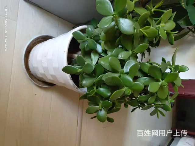 家里花太多了，有喜欢的可以电联电话联系 - 图片 2