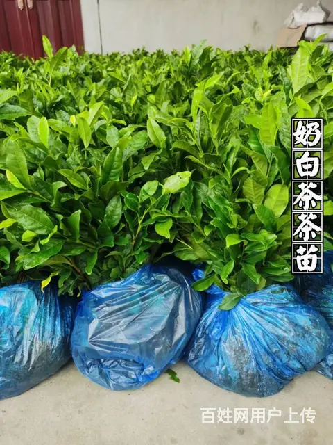 安吉白茶 黄金叶茶 奶白茶 茶苗直销 价格面议 - 图片 7