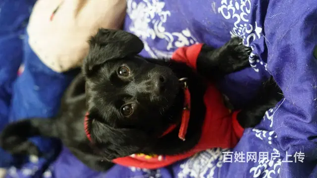 【搞定了！】免费领养小体腊肠串串驱虫洗澡犬五联可送狗上门 - 图片 3
