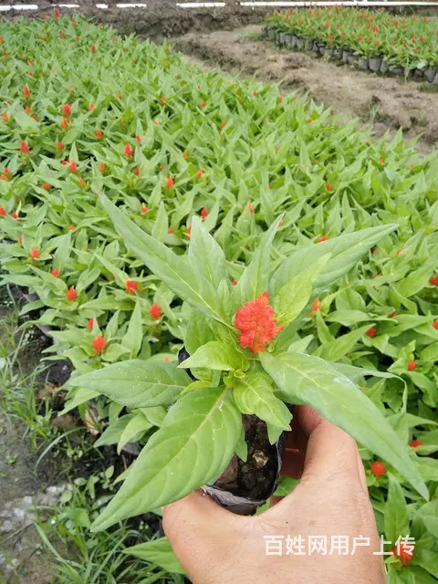 木春菊，孔雀草，石竹，一串红，鸡冠花等各种时令草花 - 图片 11