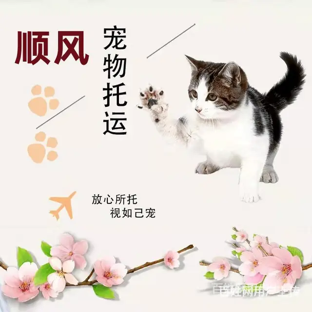台州临海宠物托运（猫狗）活体邮寄快递（2022宠物运输 ）今 - 图片 3