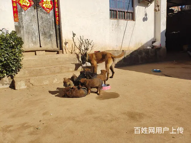 40天小马犬出售300元 - 图片 3