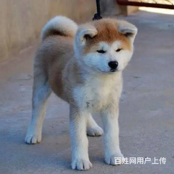 广州买狗首选推荐 正规犬舍 纯种秋田犬多只待售 - 图片 2