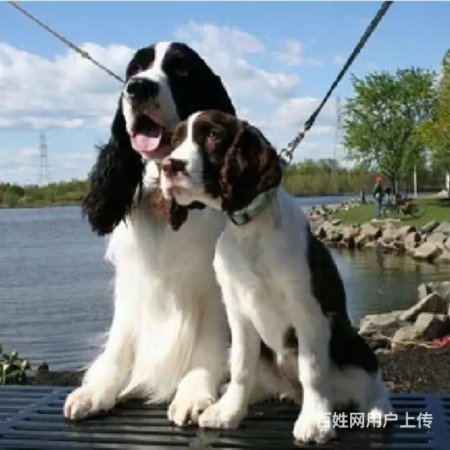杭州【十年老店】常年繁殖优质血统史宾格幼犬 - 图片 9