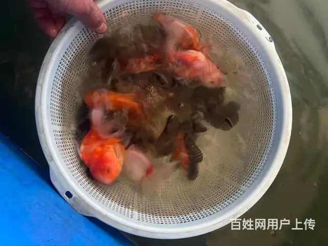 出售元宝鎏金，元宝泰狮，花泰狮 - 图片 4