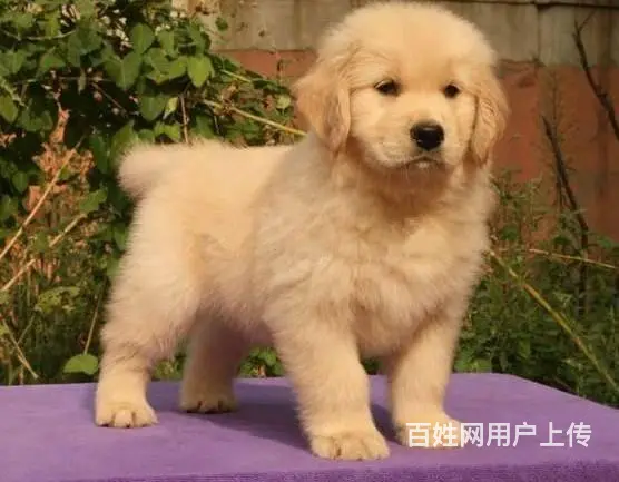 出售纯种美系金毛犬幼犬 大骨架黄金猎犬金毛幼犬 - 图片 3