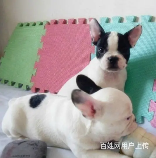 出售赛级血统法国斗牛犬 纯种斗牛幼犬 白色黑色海盗 - 图片 5