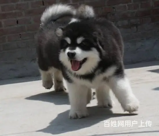 纯种阿拉斯加雪橇犬 巨型阿拉 品相好 骨量毛量 - 图片 7