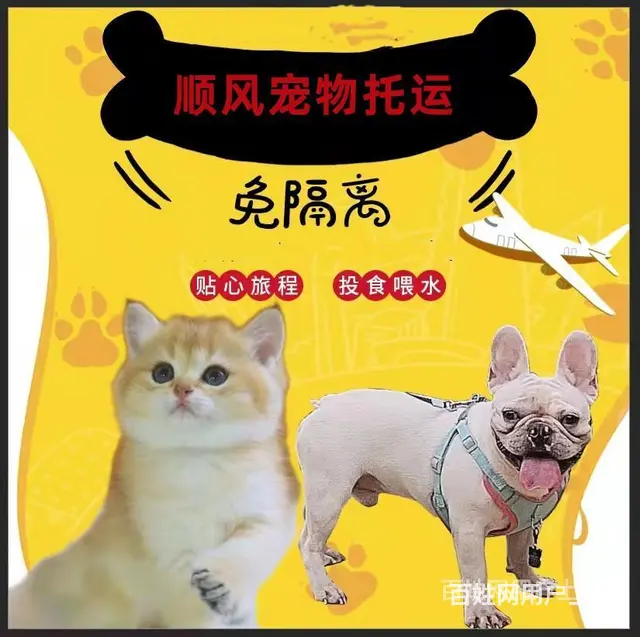 2022盐津县宠物托运（猫狗）邮寄快递运输（宠物活体托运新* - 图片 1