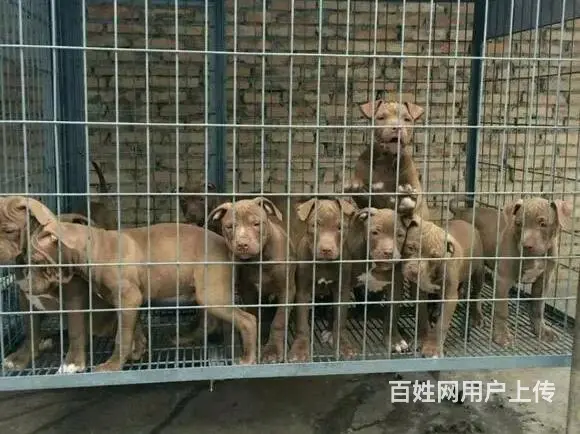 安徽滁州南谯卡斯罗哪里卖全国送货 - 图片 2