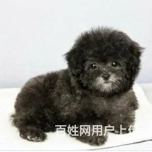 邢台本地出售家养泰迪 茶杯犬泰迪 疫苗齐全 - 图片 4